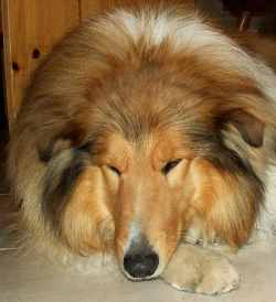 Joschi