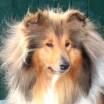 Jule